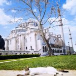 175273018_1214466175678773_7303964160344770262_n